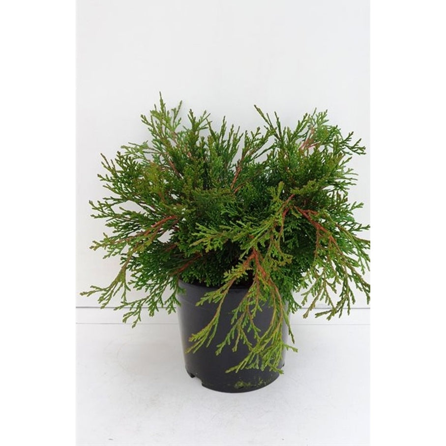 Ädelcypress – Chamaecyparis obtusa 'Pygmaea' - C3 25-30 CM